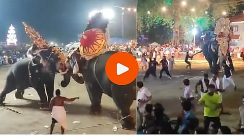 kerala Elephant Video