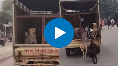 Viral Video