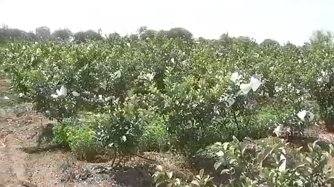 taiwan guava farming in mirchi palkhed farmer earns 8 lakh