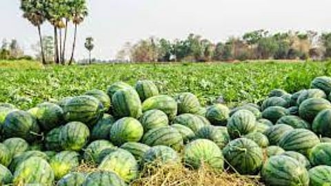 Watermelon Farming