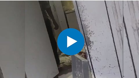 Samosa Video: समोसा बनवण्याचे पीठ पायाने तुडवले; उल्हासनगरमधील किळसवाणा प्रकार, Video पाहून अनेकांचा संताप