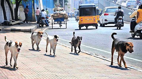 Beed Dog Attack