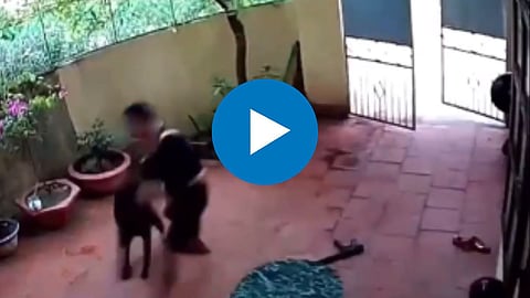 Dog Viral Video