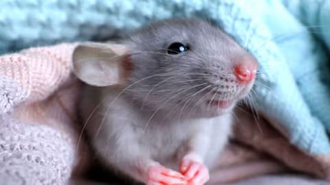 Sign of Rat in House