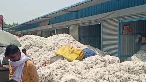 cotton price dropped in parbhani