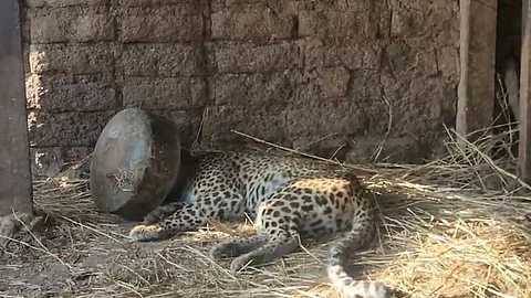 Sakri Leopard