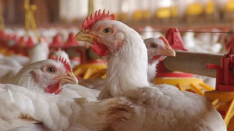Nagpur Bird Flu: Bird Flu Outbreak in Nagpur; Hundreds of Chickens Died Due to Bird Flu