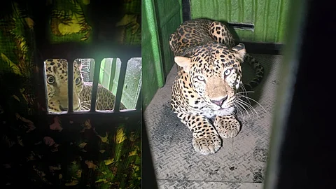 Pune's Katraj Zoo Leopard