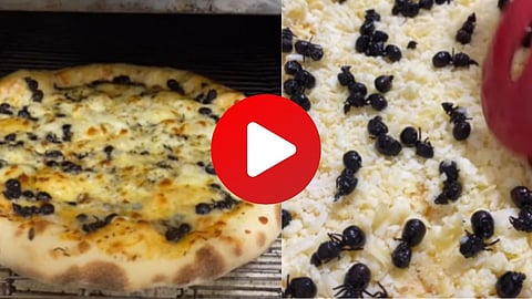 Black Ant Pizza