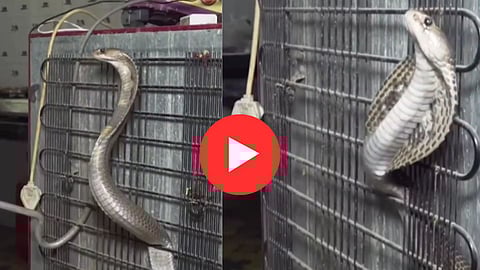 Kobra Snake Hiding Behind Fridge Video: