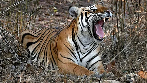 Tiger Attack : मोहफूल घेण्यासाठी गेलेल्या महिलेवर वाघाचा हल्ल्या; महिलेचा मृत्यू 