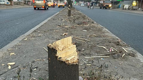 20 trees cut at pune solapur highway