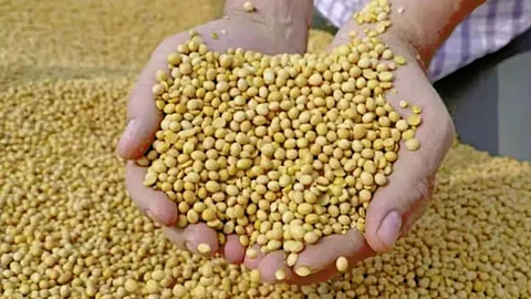 Soyabean Price