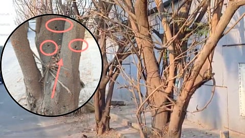 Poisoning Plants In Ghatkopar