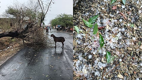 Maharashtra Unseasonal Rain Update