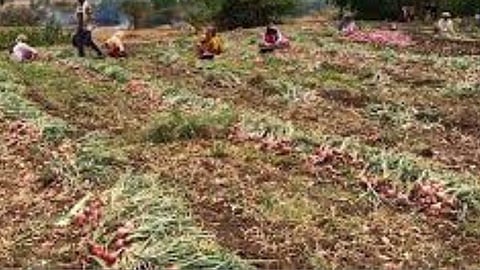 Onion Harvesting