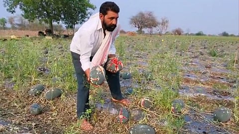 unseasonal rain hits wardha loss of watermelons minister munde assures help to farmers