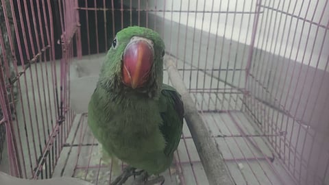 Illegally Selling Alexandrine Parrots