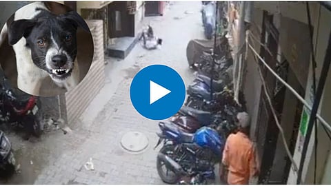 Dog Attack Video Viral