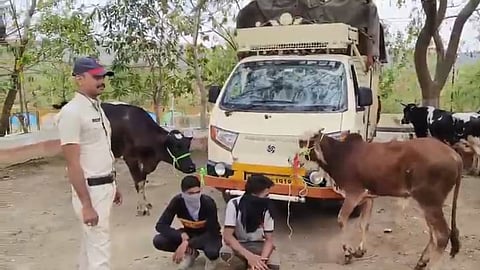 sambhajinagar police arrests 2 along with cows in vehicle