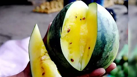 yellow watermelon in vashi apmc navi mumbai