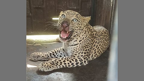 Leopard