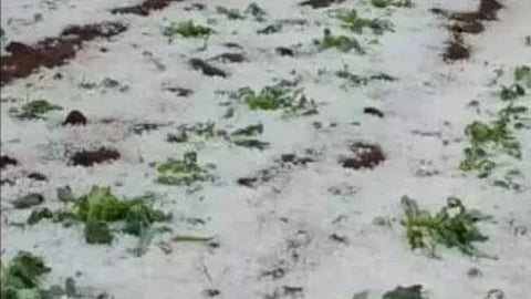 unseasonal rain and hailstorm in beed