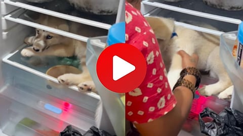 Dog in Fridge Video Viral