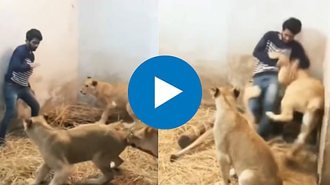 Lion Viral Video