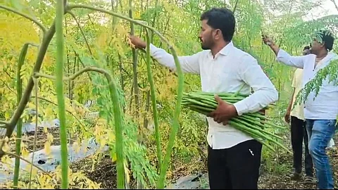 nanded farmer earns lakhs of rs from moringa