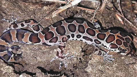 Lizards News