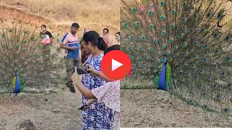 माणसाळलेला मोर बघा! बिनधास्त पिसारा फुलवून पर्यटकांच्या घोळक्यात नाचतोय, मोबाइल कॅमेऱ्यासमोरही देतो पोझ, Video