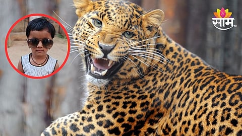 Leopard Attack News: हृदयद्रावक! अंगणात खेळत असताना दबा धरुन बसलेल्या बिबट्याची झडप; ३ वर्षीय चिमुकलीचा मृत्यू