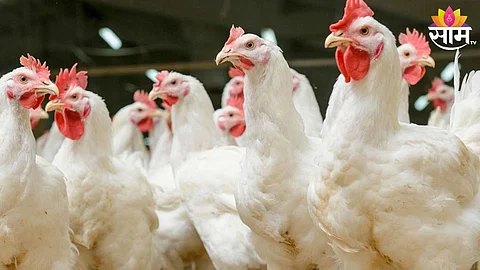 heatstroke to chickens nandurbar poultry traders loss