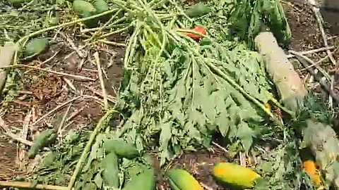 unseasonal rain hits marathwada 976 villages 9210 hectares loss