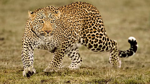 Leopard Attack