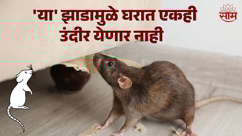 Rat Not Enter Your House