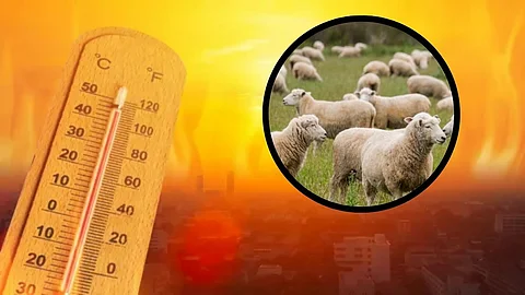 शेळ्या आणि मेंढ्यांचा मृत्यू