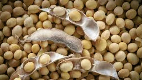 Soyabean Price