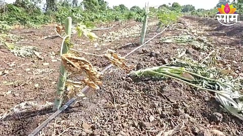 Papaya Crop