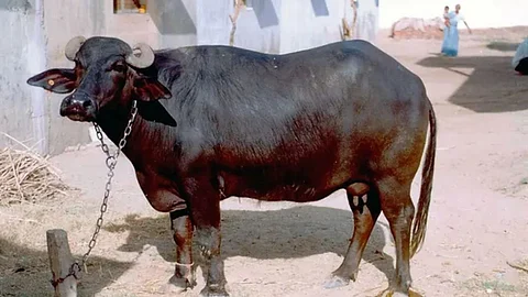 9 buffaloes passed in nagar due to electrocuted