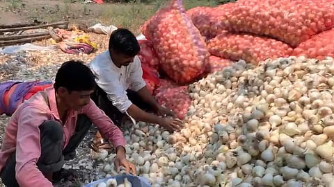 unseasonal rain damaged white onion in chandur bazjar near amravati