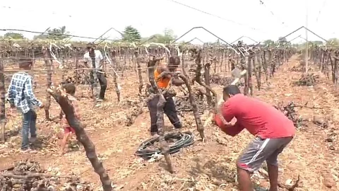 Pandharpur Drought