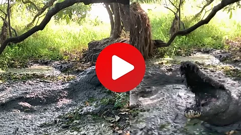 Crocodile Attack Viral Video