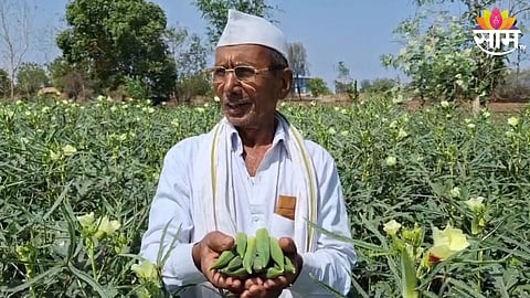 parbhani and nanded farmer earns lakhs of rs from bhendi and gobi farming