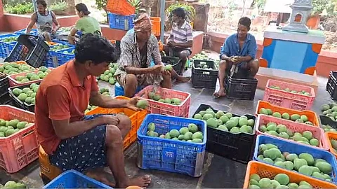 now supply of mangoes will be by plastic crate instead of wooden packing
