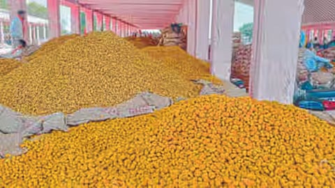 hingoli saint namdev krushi utpanna bazar samiti turmeric purchase will remain open for 5 days  