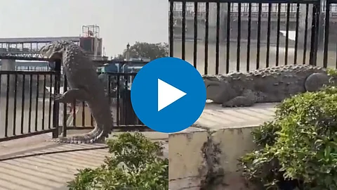 Crocodile Viral Video