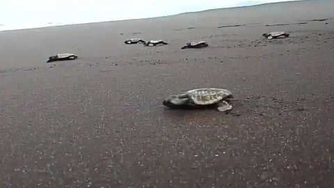 heat wave affects olive ridley turtle conservation project ratnagiri