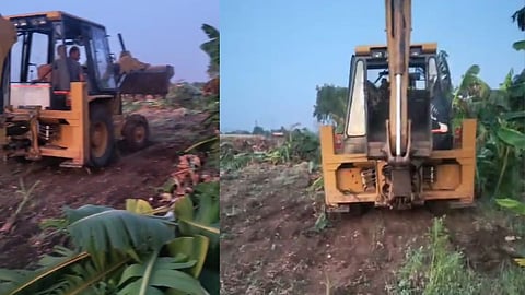 Banana Crop